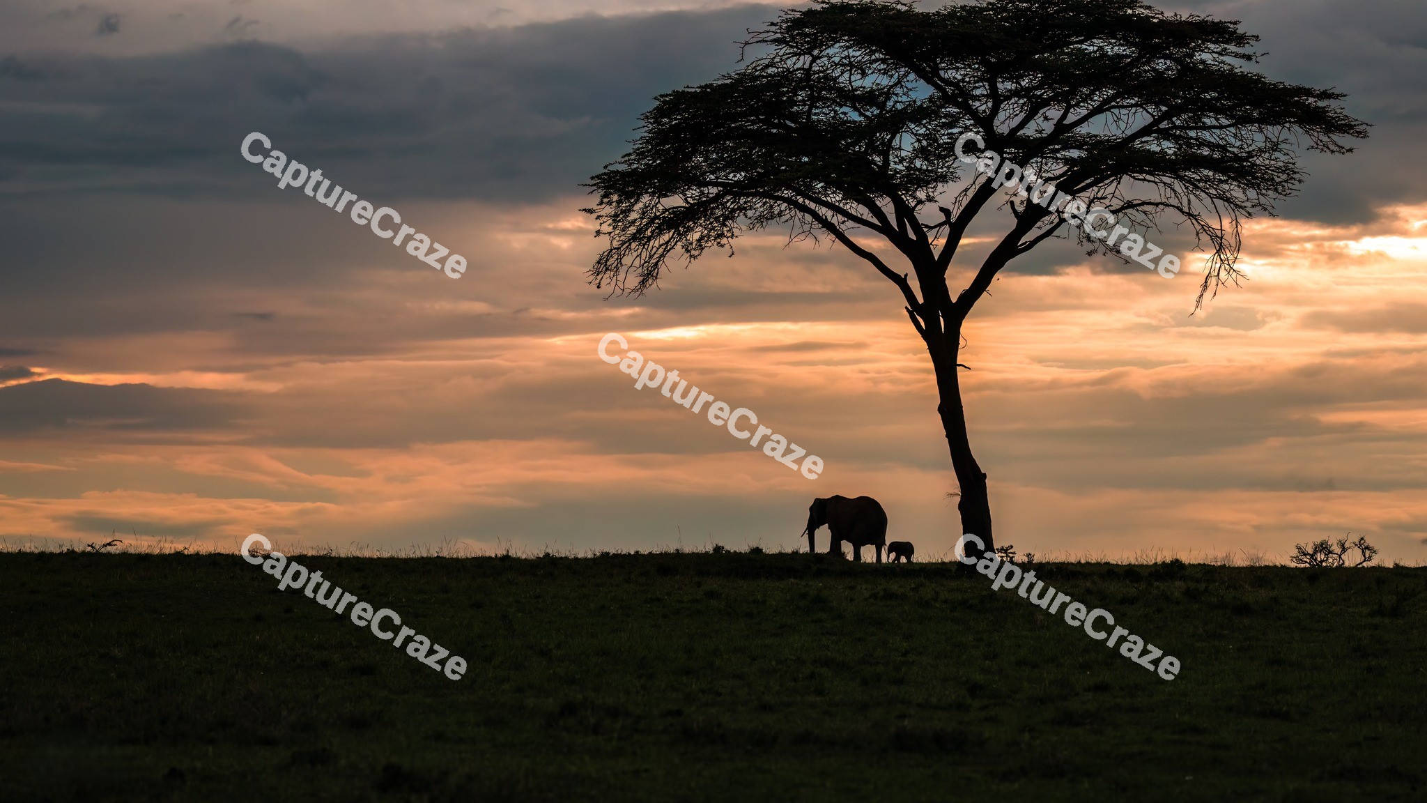 Elephant in a pond